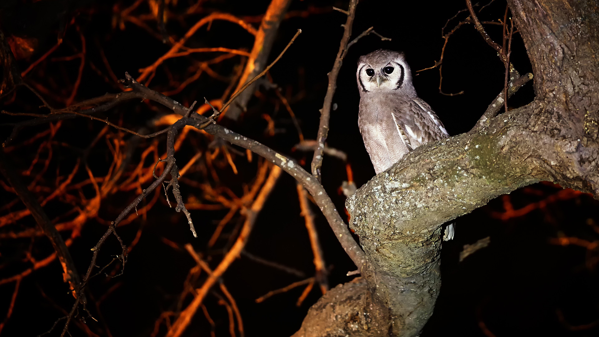 Animals After Dark Image